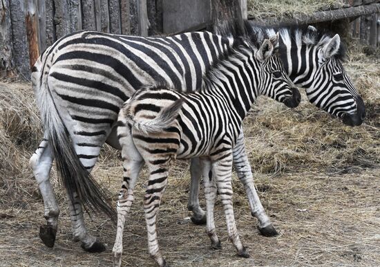 Russia Zoo Zebra Baby