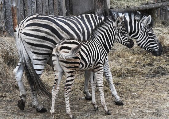 Russia Zoo Zebra Baby