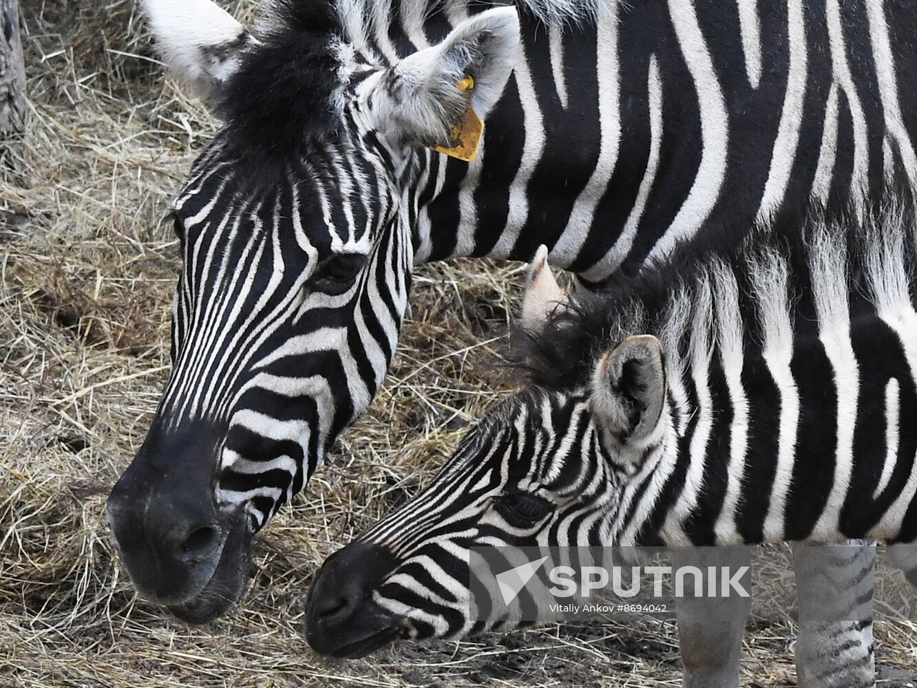 Russia Zoo Zebra Baby