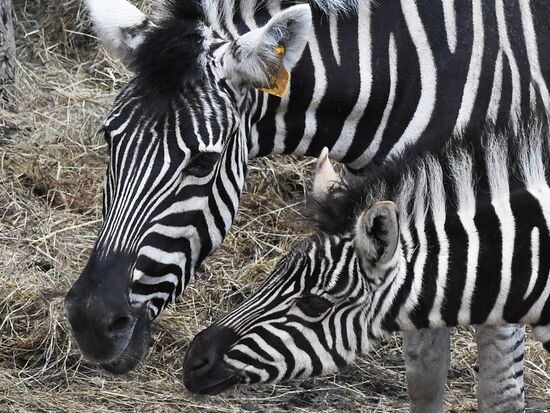 Russia Zoo Zebra Baby