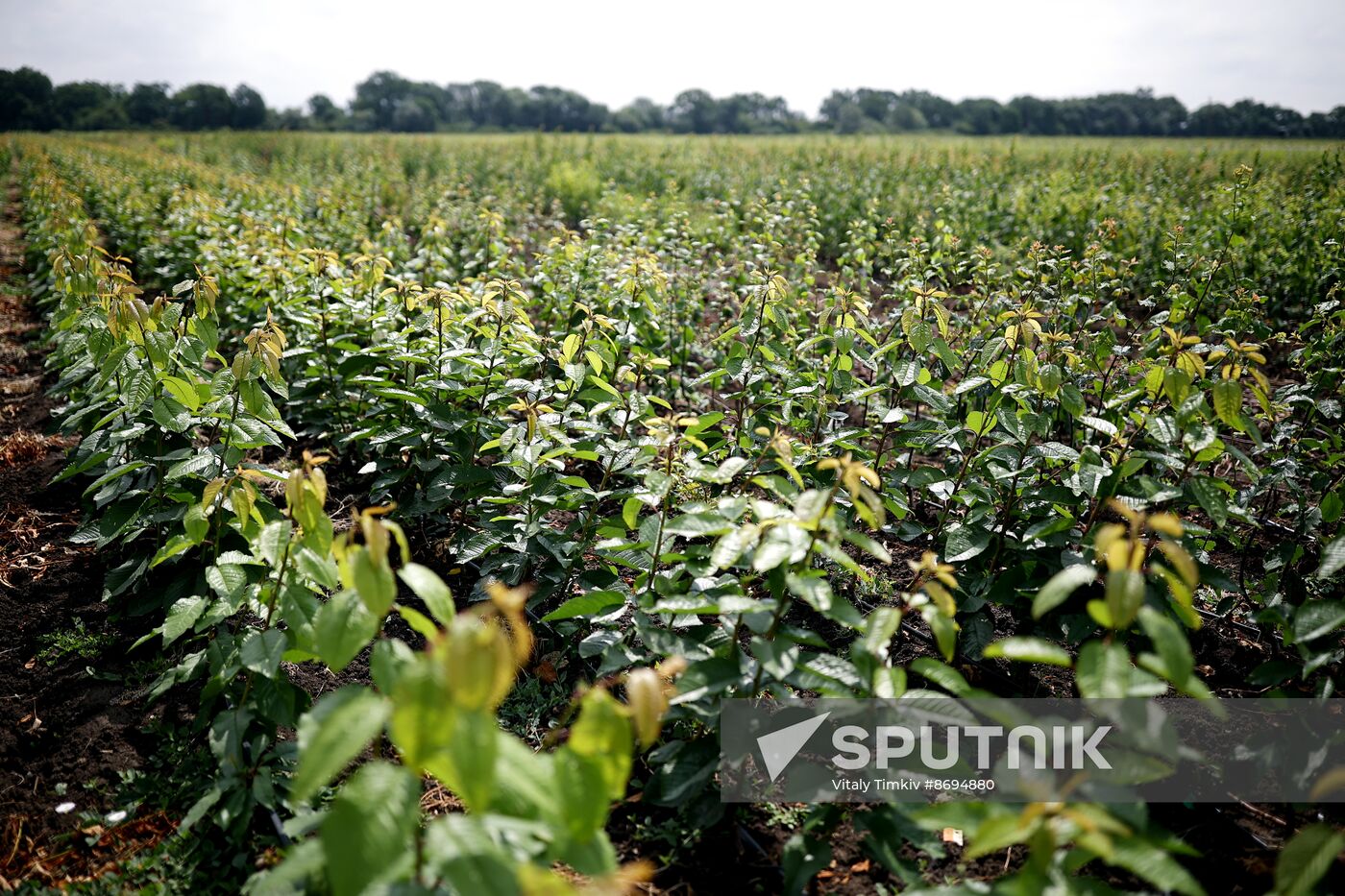 Russia Agriculture Sweet Cherry Harvest
