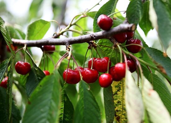 Russia Agriculture Sweet Cherry Harvest