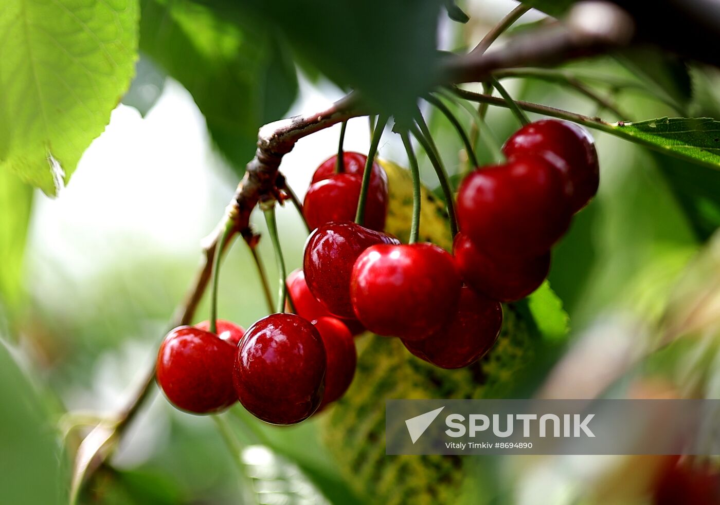 Russia Agriculture Sweet Cherry Harvest