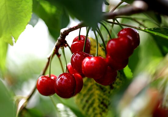 Russia Agriculture Sweet Cherry Harvest