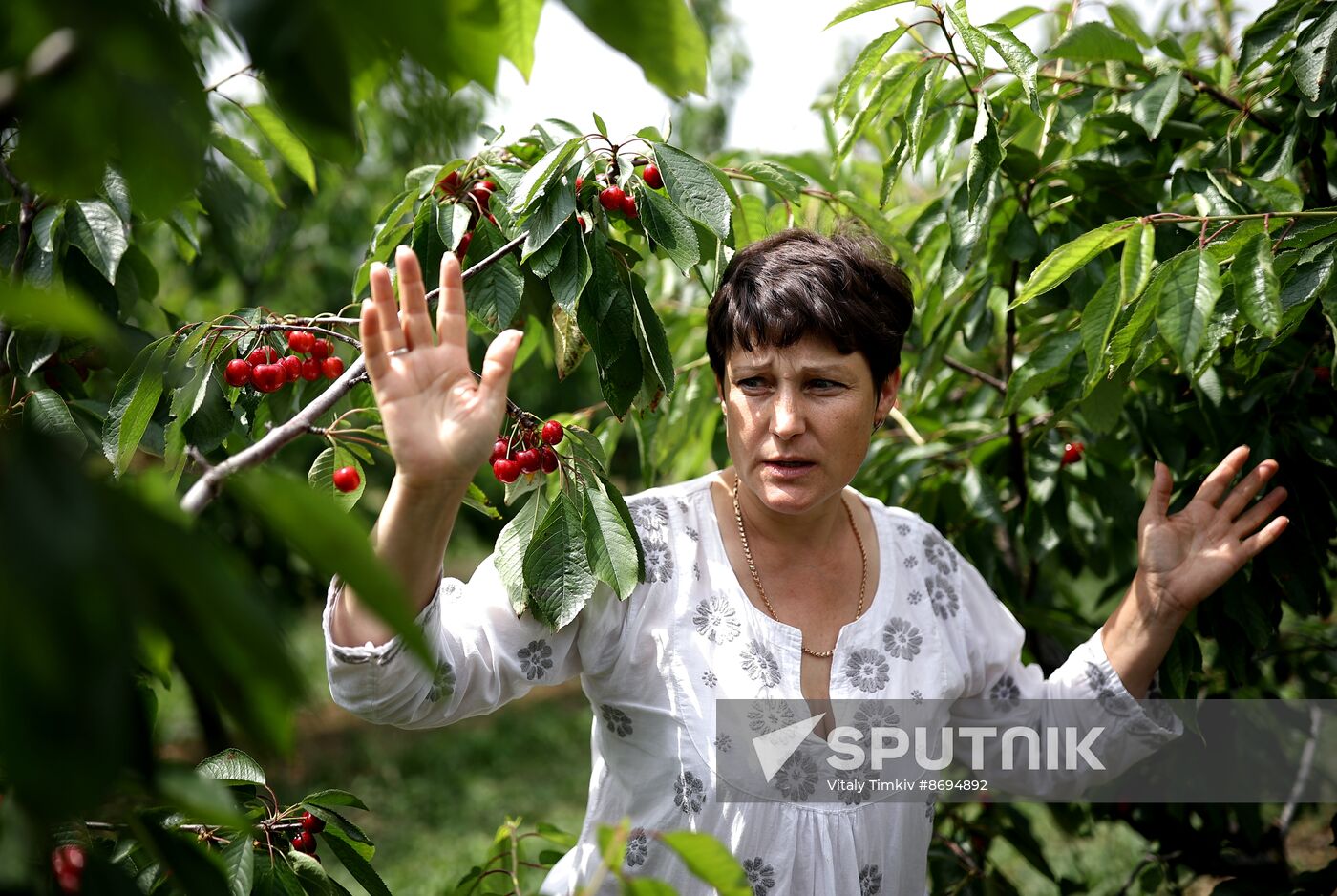Russia Agriculture Sweet Cherry Harvest