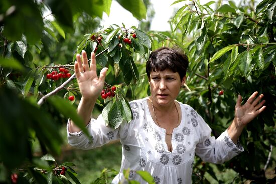 Russia Agriculture Sweet Cherry Harvest