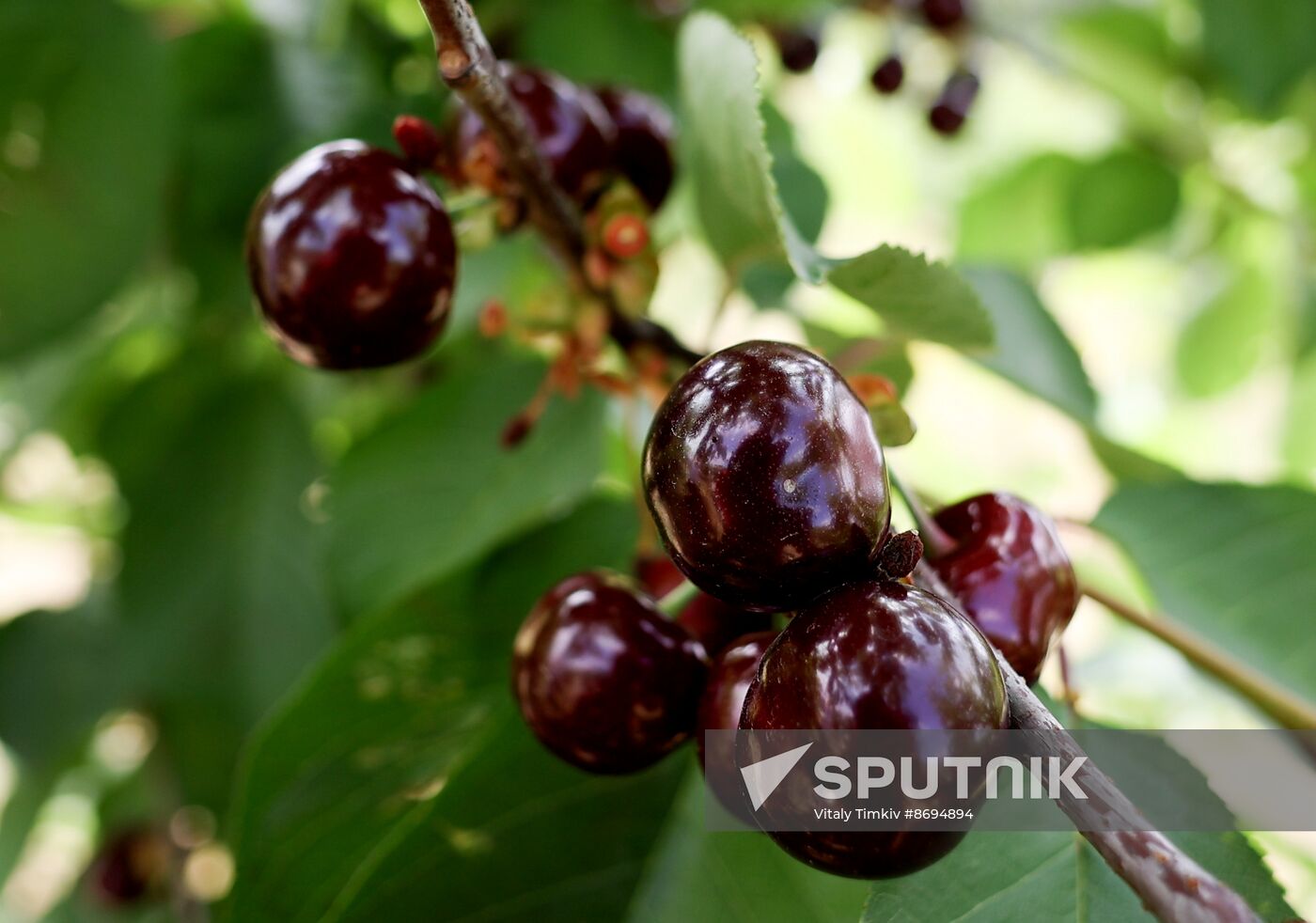 Russia Agriculture Sweet Cherry Harvest