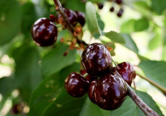Russia Agriculture Sweet Cherry Harvest