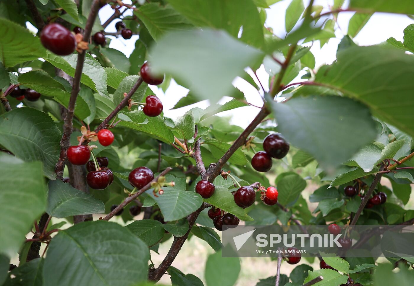Russia Agriculture Sweet Cherry Harvest