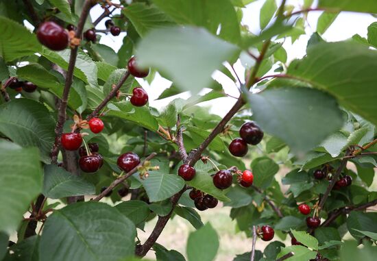 Russia Agriculture Sweet Cherry Harvest