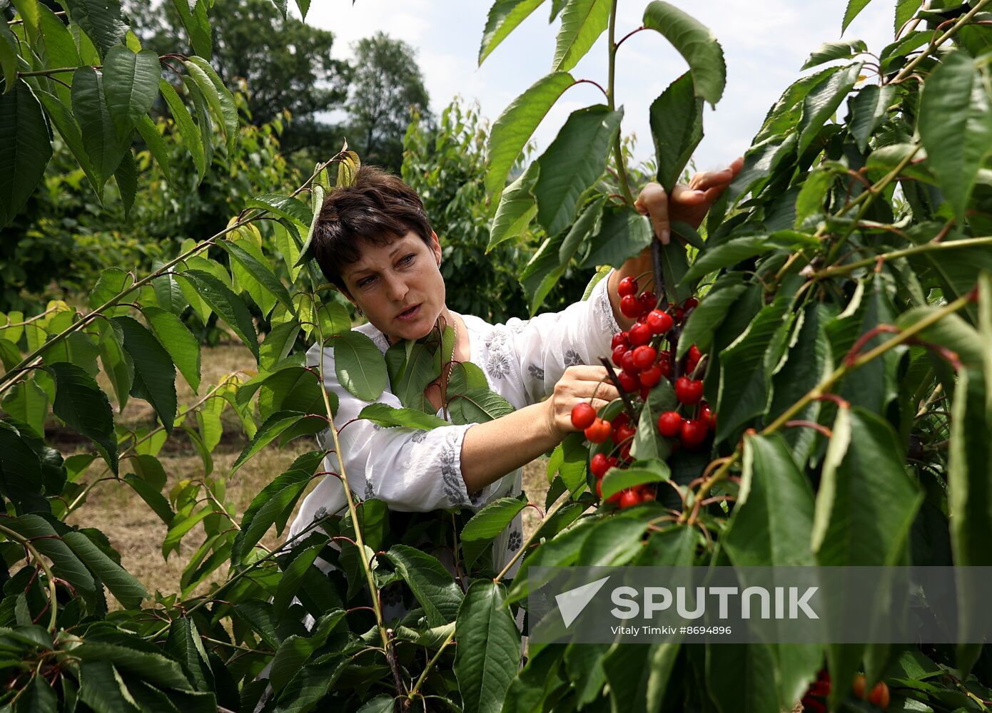 Russia Agriculture Sweet Cherry Harvest