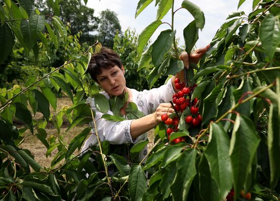 Russia Agriculture Sweet Cherry Harvest