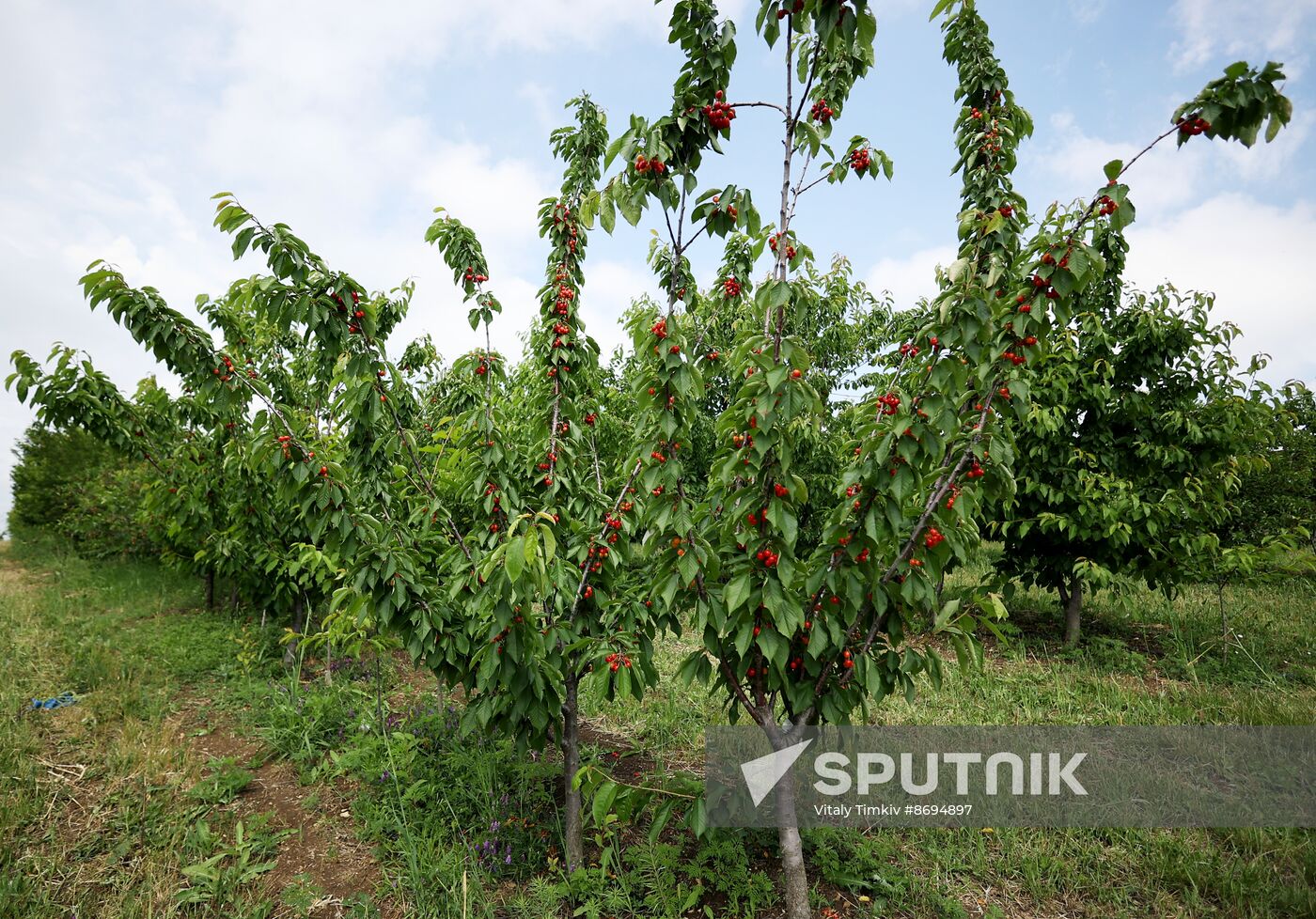 Russia Agriculture Sweet Cherry Harvest