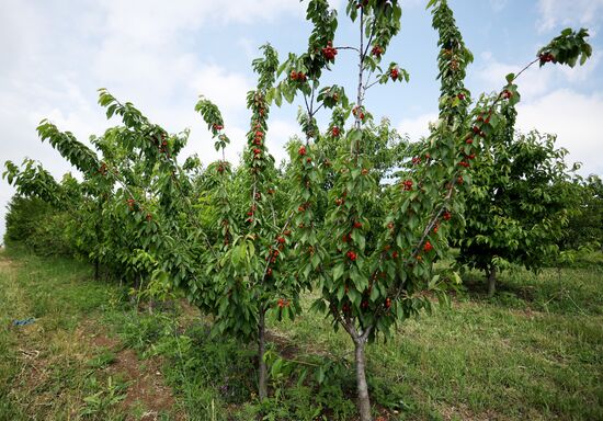 Russia Agriculture Sweet Cherry Harvest