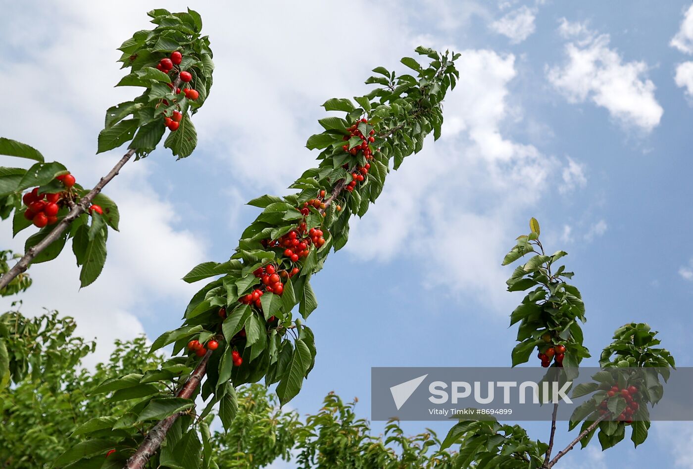 Russia Agriculture Sweet Cherry Harvest