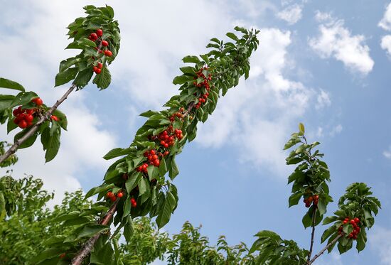 Russia Agriculture Sweet Cherry Harvest