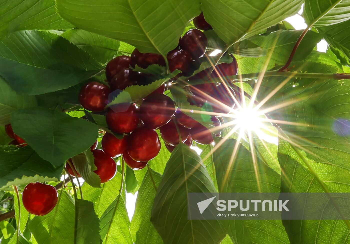 Russia Agriculture Sweet Cherry Harvest