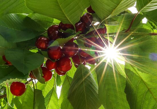 Russia Agriculture Sweet Cherry Harvest