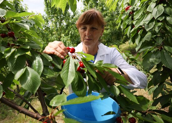 Russia Agriculture Sweet Cherry Harvest