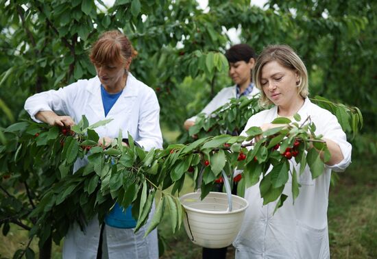 Russia Agriculture Sweet Cherry Harvest