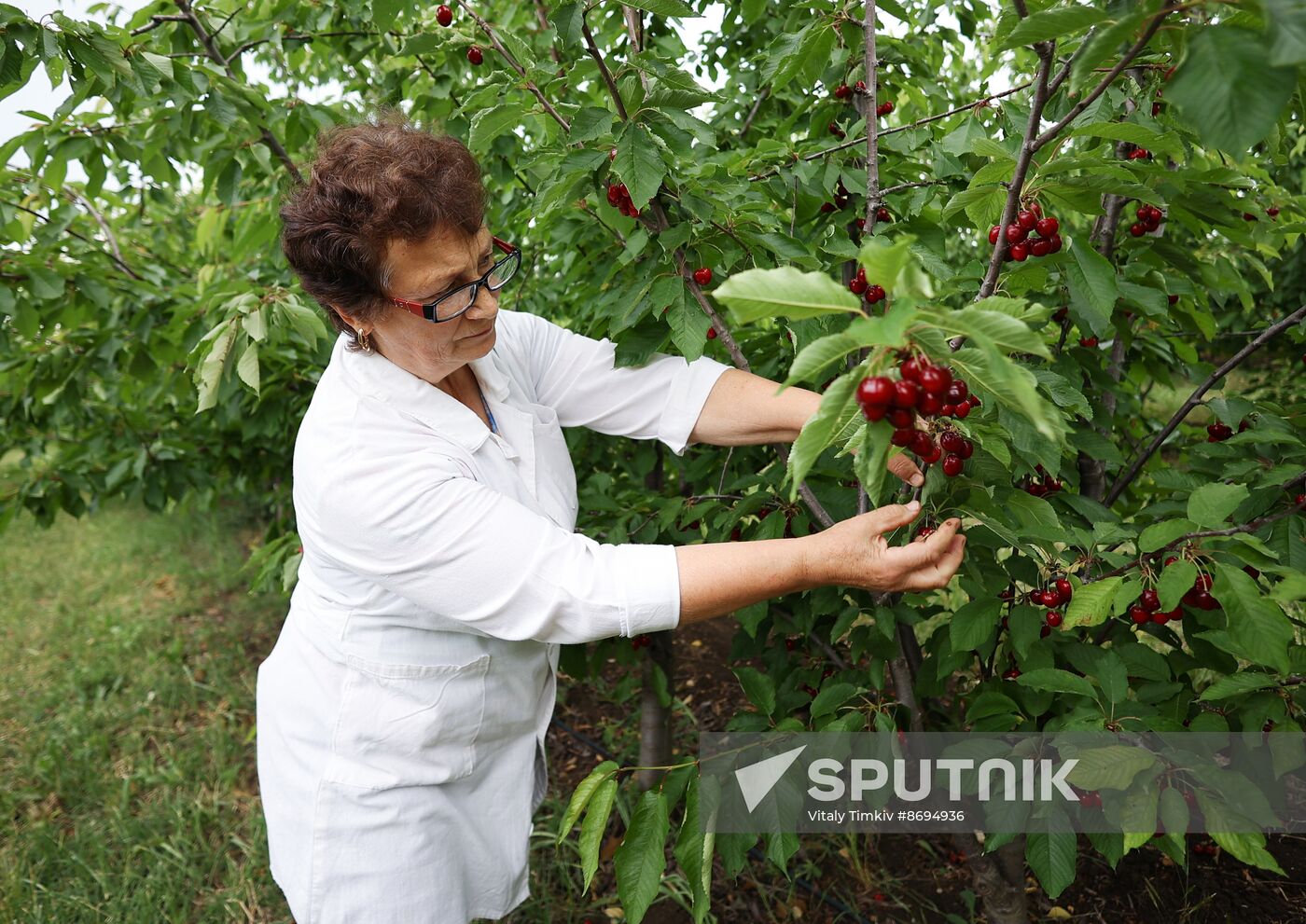 Russia Agriculture Sweet Cherry Harvest
