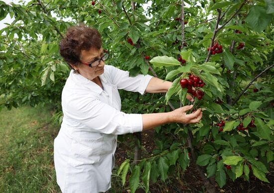 Russia Agriculture Sweet Cherry Harvest