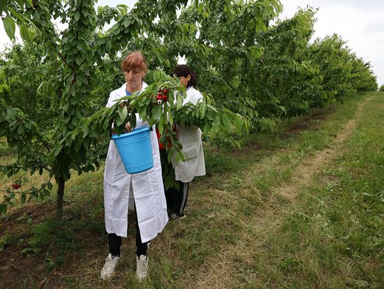 Russia Agriculture Sweet Cherry Harvest
