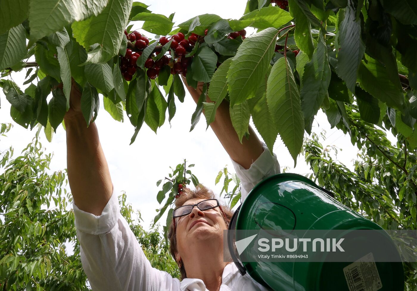 Russia Agriculture Sweet Cherry Harvest
