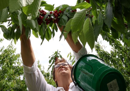Russia Agriculture Sweet Cherry Harvest