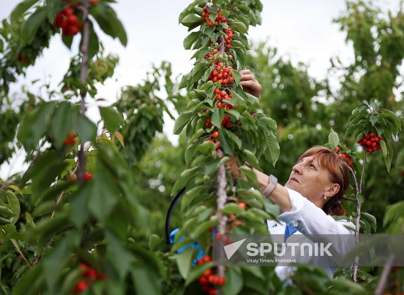 Russia Agriculture Sweet Cherry Harvest