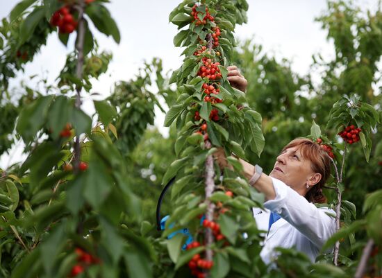 Russia Agriculture Sweet Cherry Harvest