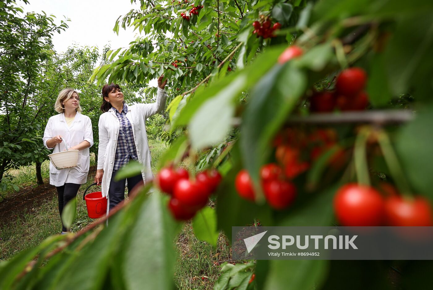 Russia Agriculture Sweet Cherry Harvest