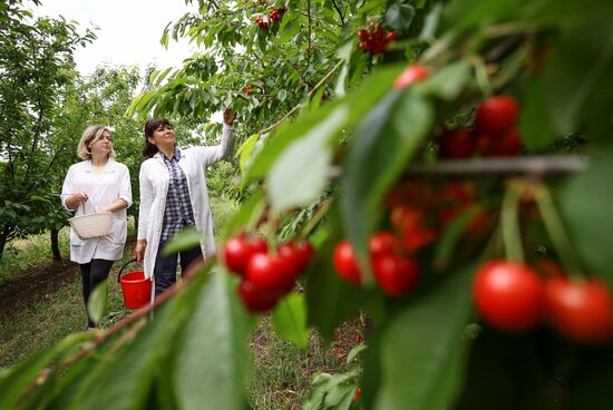 Russia Agriculture Sweet Cherry Harvest