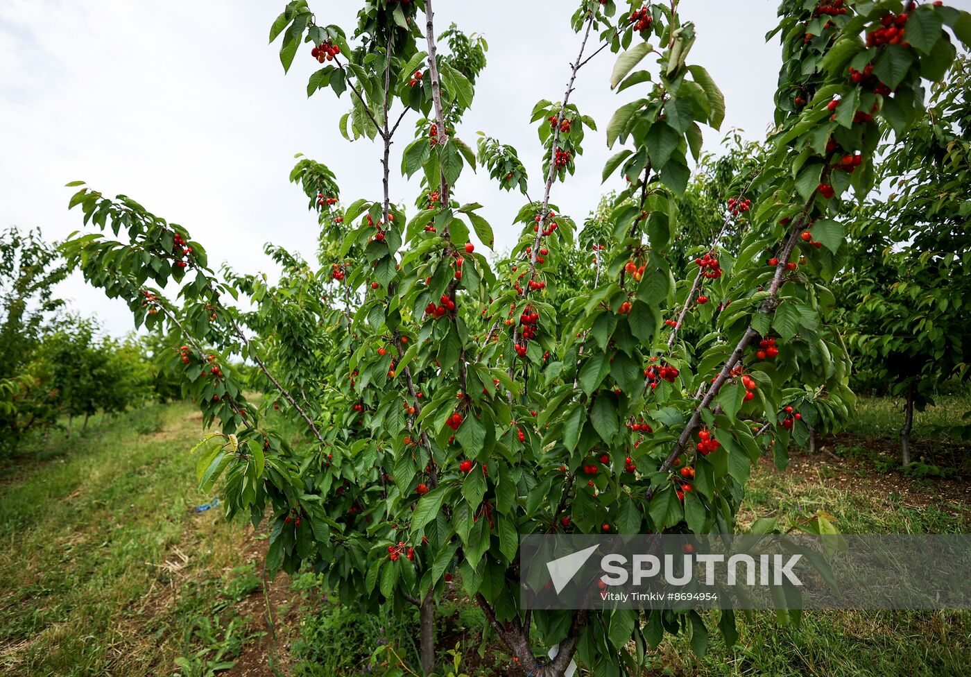 Russia Agriculture Sweet Cherry Harvest