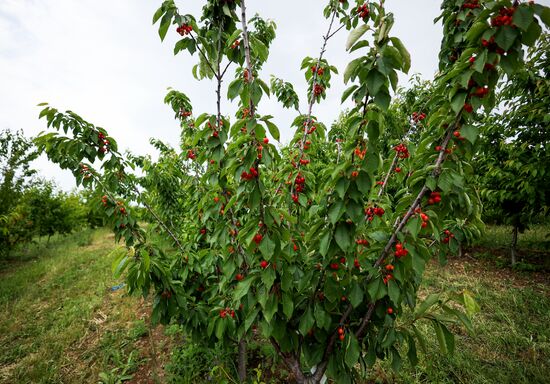 Russia Agriculture Sweet Cherry Harvest