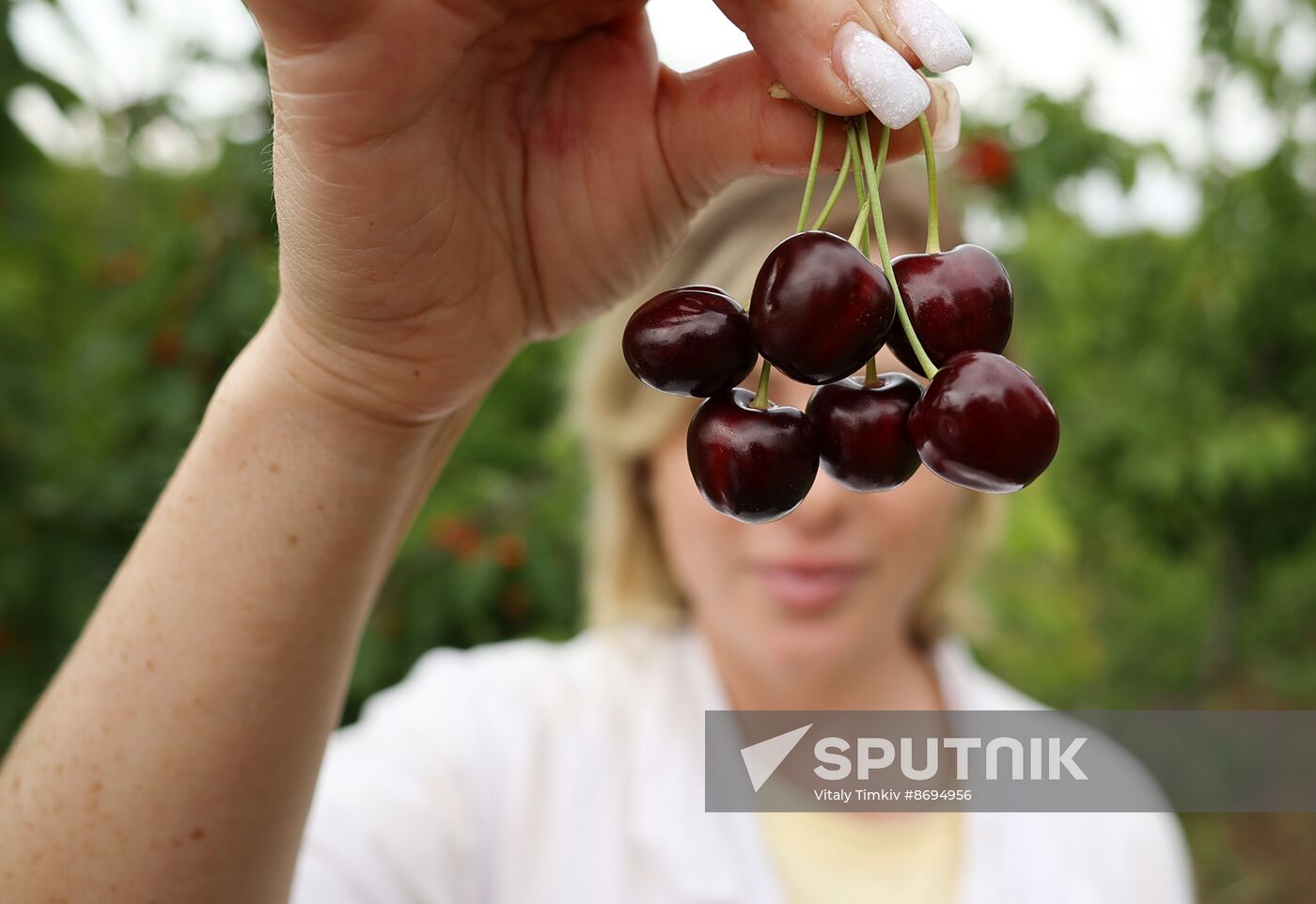 Russia Agriculture Sweet Cherry Harvest