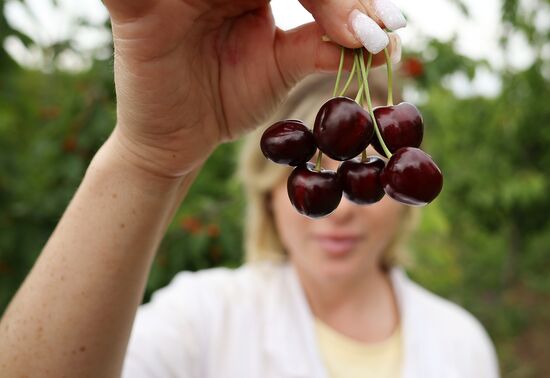 Russia Agriculture Sweet Cherry Harvest
