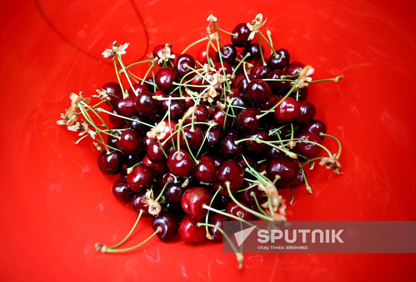 Russia Agriculture Sweet Cherry Harvest