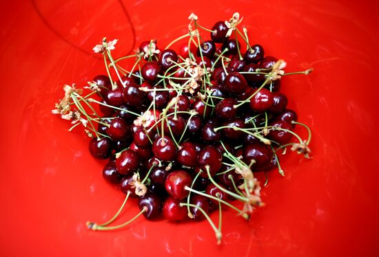 Russia Agriculture Sweet Cherry Harvest