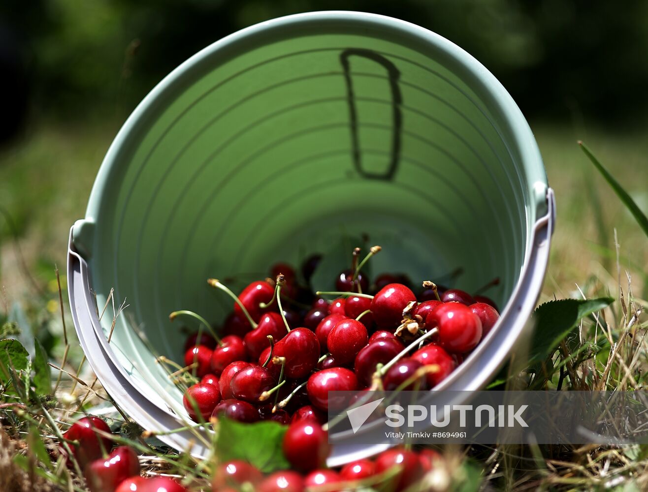 Russia Agriculture Sweet Cherry Harvest