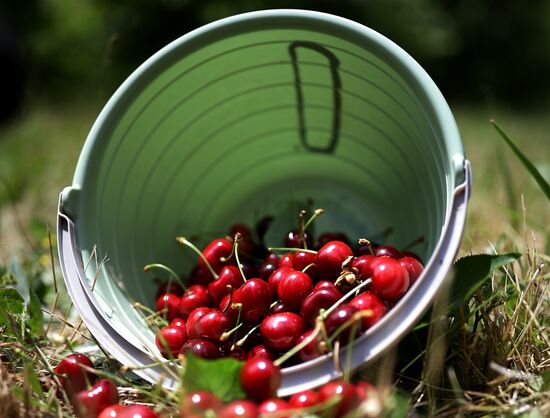 Russia Agriculture Sweet Cherry Harvest