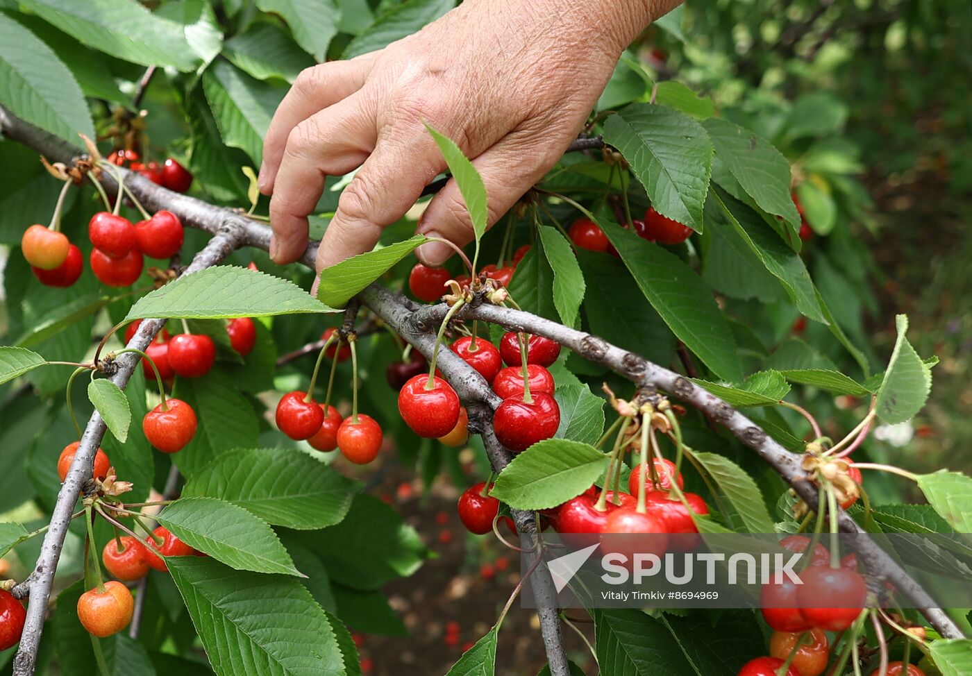 Russia Agriculture Sweet Cherry Harvest