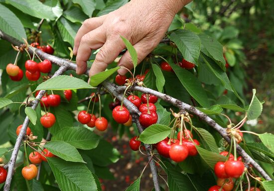 Russia Agriculture Sweet Cherry Harvest