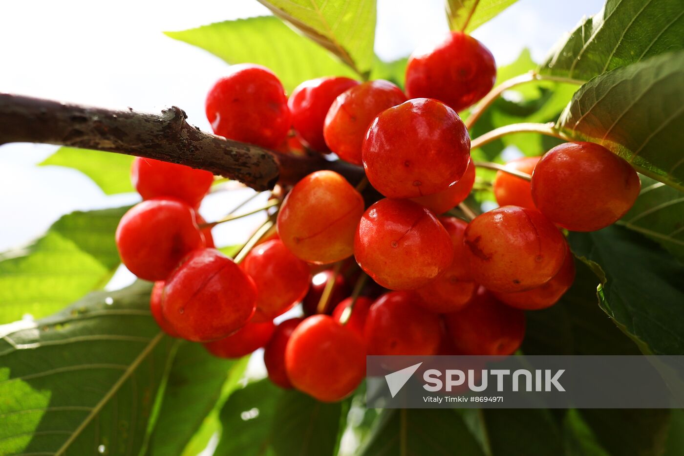 Russia Agriculture Sweet Cherry Harvest