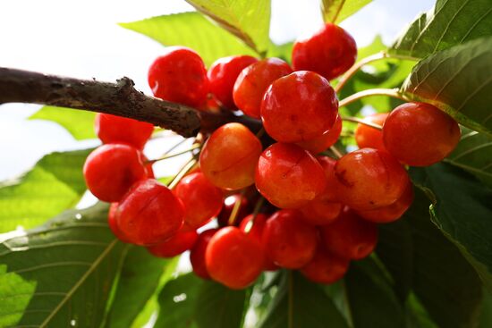 Russia Agriculture Sweet Cherry Harvest
