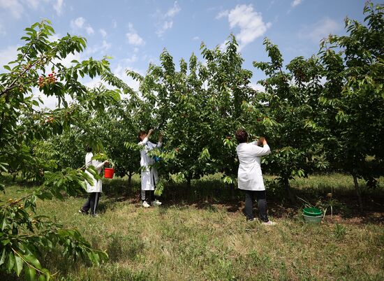 Russia Agriculture Sweet Cherry Harvest
