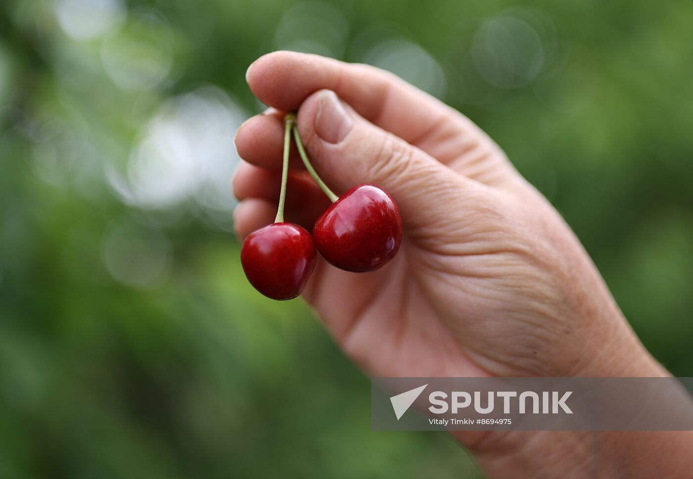 Russia Agriculture Sweet Cherry Harvest