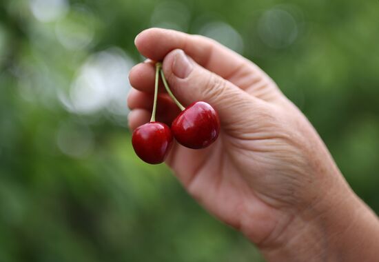 Russia Agriculture Sweet Cherry Harvest