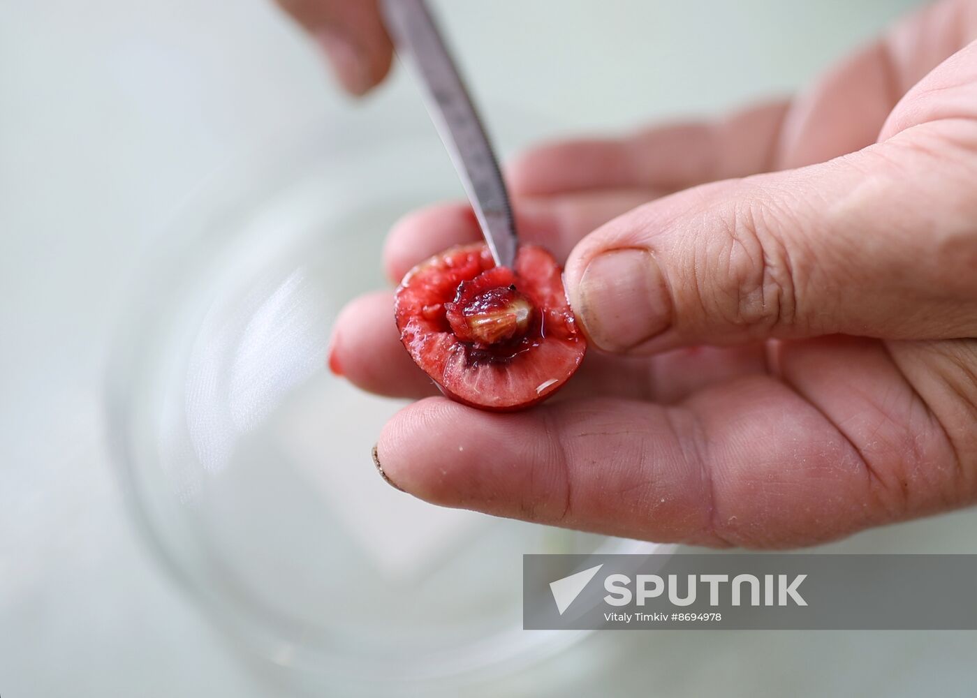 Russia Agriculture Sweet Cherry Harvest