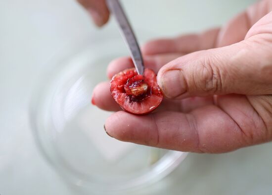 Russia Agriculture Sweet Cherry Harvest